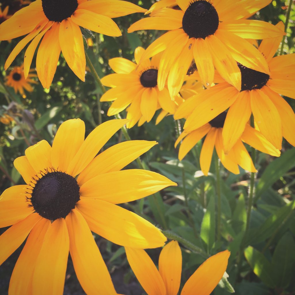Fleurs d'été